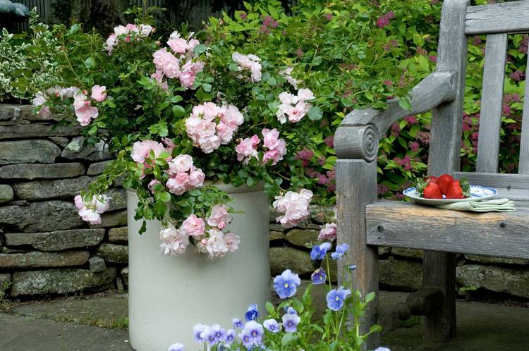 Cuide devidamente das rosas em vasos, quais potes escolher