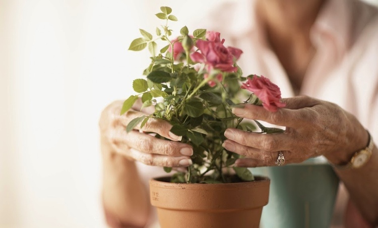 Rosas em vasos são melhor plantadas em vasos de terracota