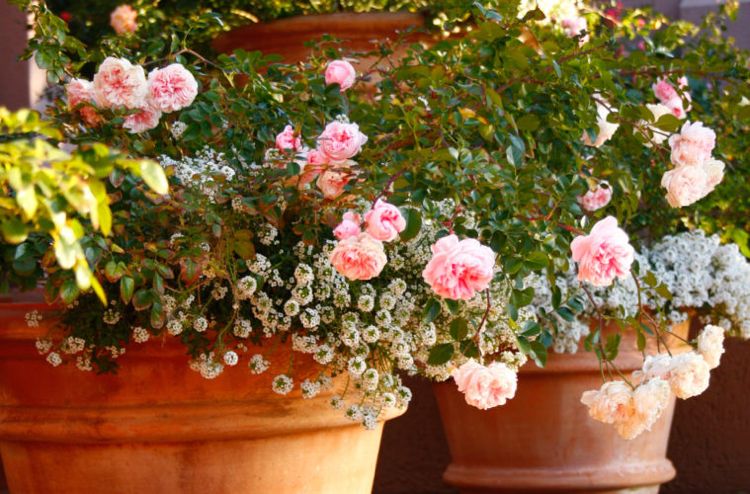 Plante rosas na banheira de terracota