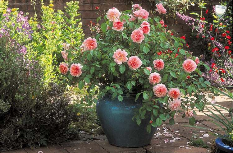 Flor de salmão em vasos cuidados com rosa terraço