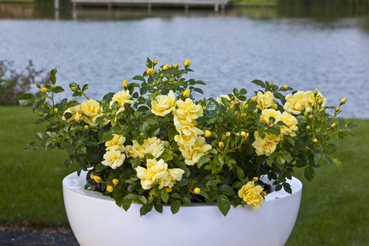 Rosa amarela em um terraço de jardim com banheira profunda