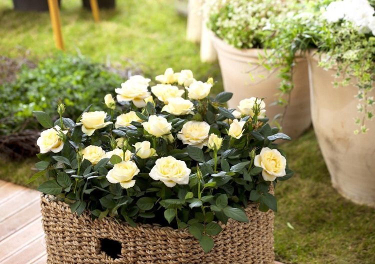 rosas amarelas em uma cesta com estilo de casa de campo