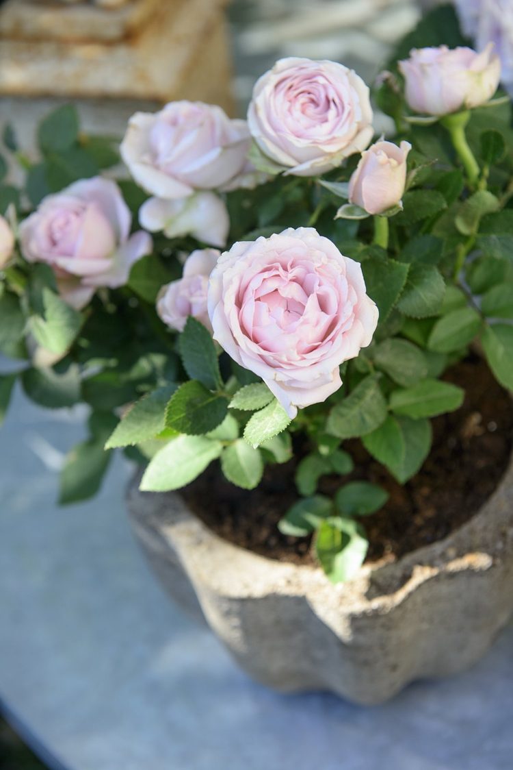 Mini rosa com flores rosa claro em uma banheira de concreto