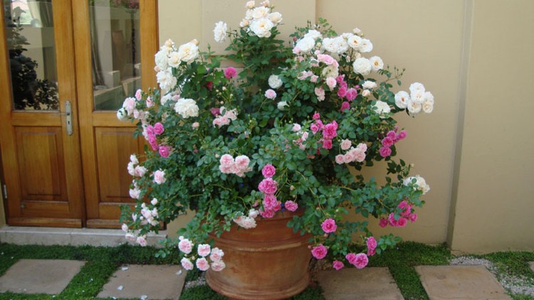 Vários tipos de rosas em um tubo de rosa branca e rosa