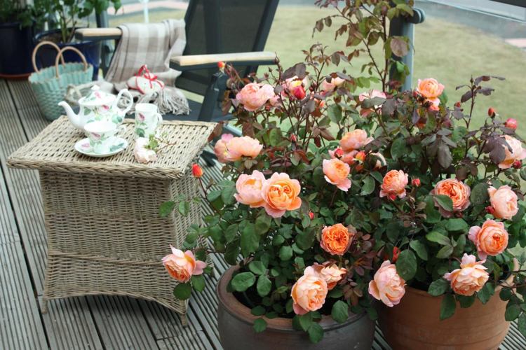 Recipiente de rosas flores de laranjeira e banheiras de terracota terraço