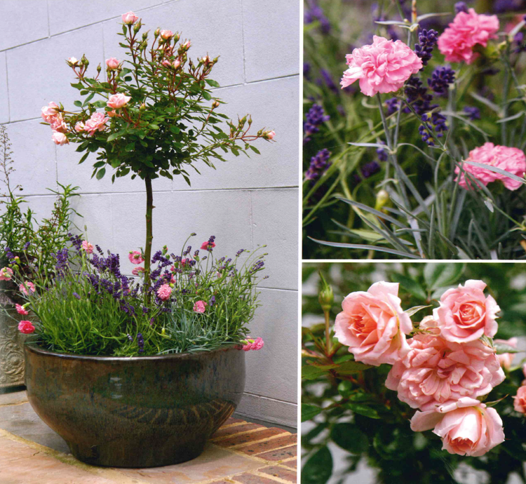 Rosas padrão em um vaso com plantio de cravo e lavanda