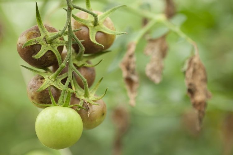 Por que os tomates apodrecem?