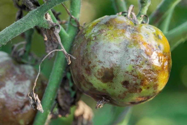 Quando-os-tomates-ficam-manchas-escuras.