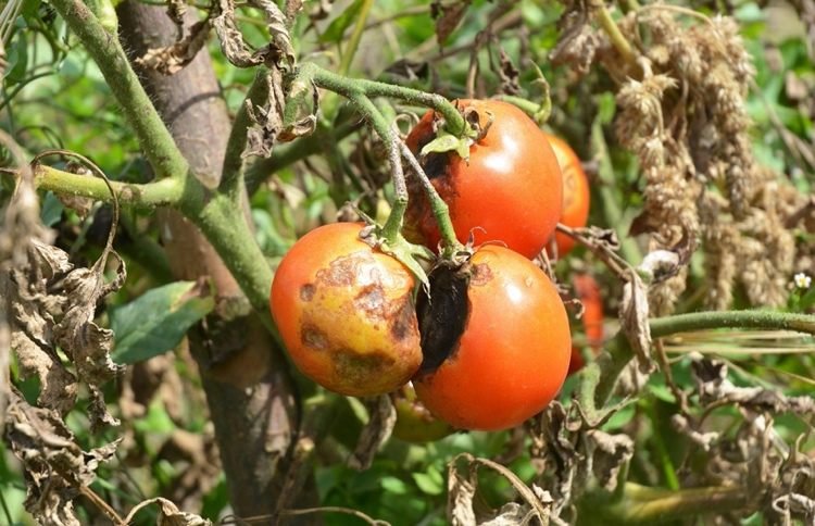 Como você pode reconhecer a podridão parda em tomates?