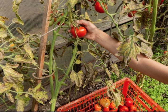 quais tomates são resistentes à podridão marrom