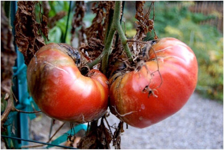 Previna a requeima e podridão marrom em tomates