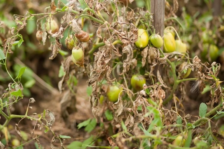 tomate-marrom-podridão-folhas-caindo