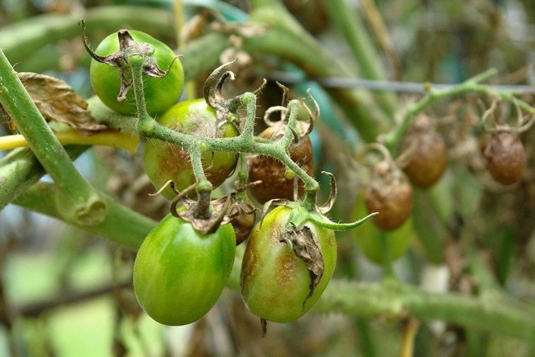 doenças do tomate podridão parda