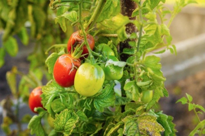 o que fazer quando os tomates apodrecem