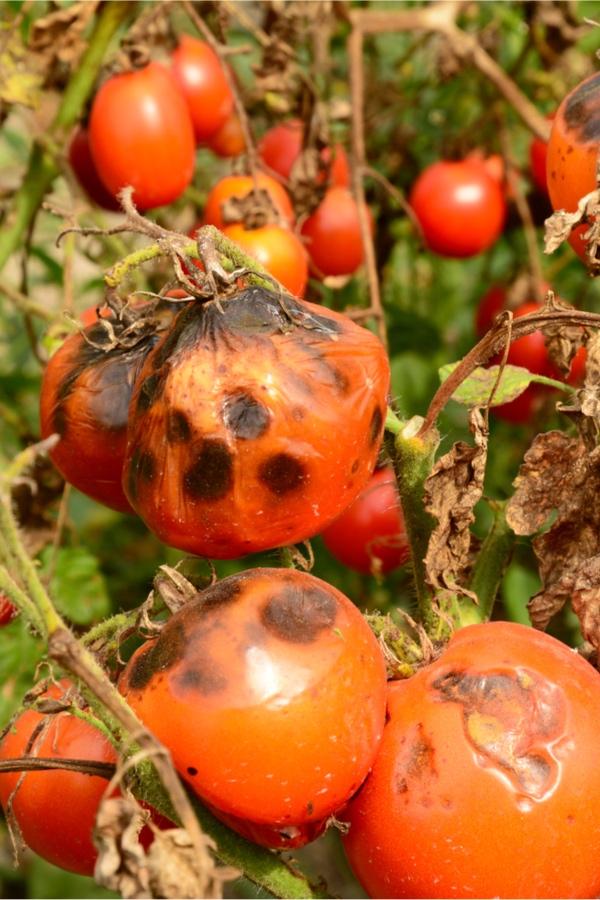 o que fazer com tomates podridão marrom