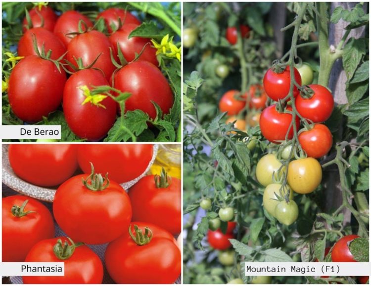 Variedades de tomate resistentes à podridão parda