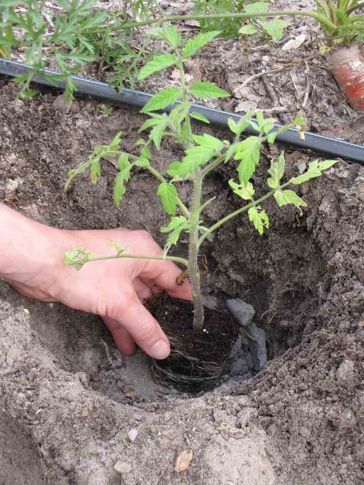 Cinza de madeira usada como fertilizante no plantio de tomate no solo