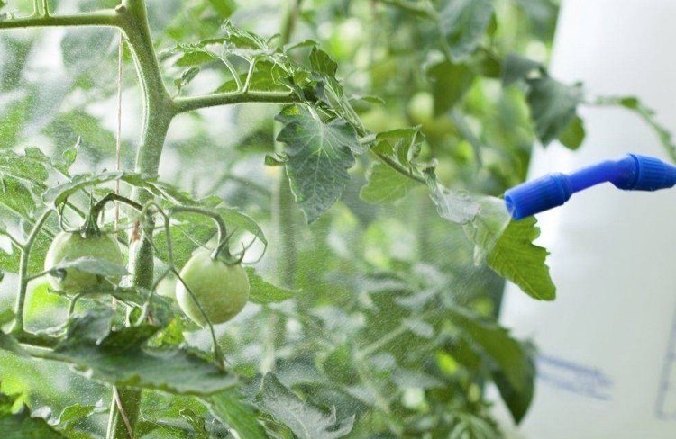 Fungicidas da podridão parda do tomate