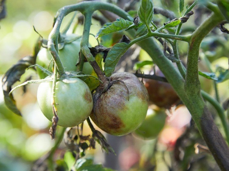 quando borrifar tomates contra a podridão marrom