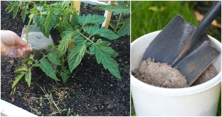 Uso de cinza de madeira em tomates