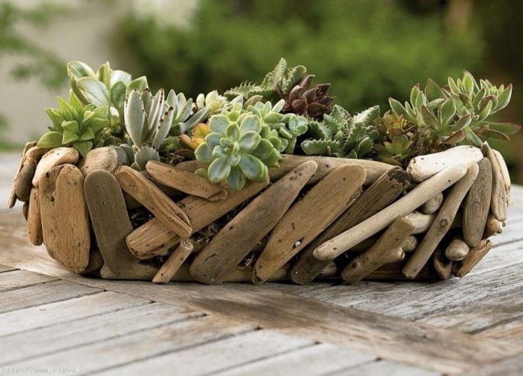 driftwood-decoration-plant-holder-suculentas