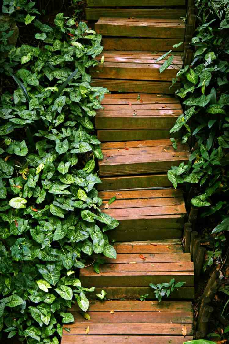 escadas jardim tábuas de madeira escadas jardim plantação de hera