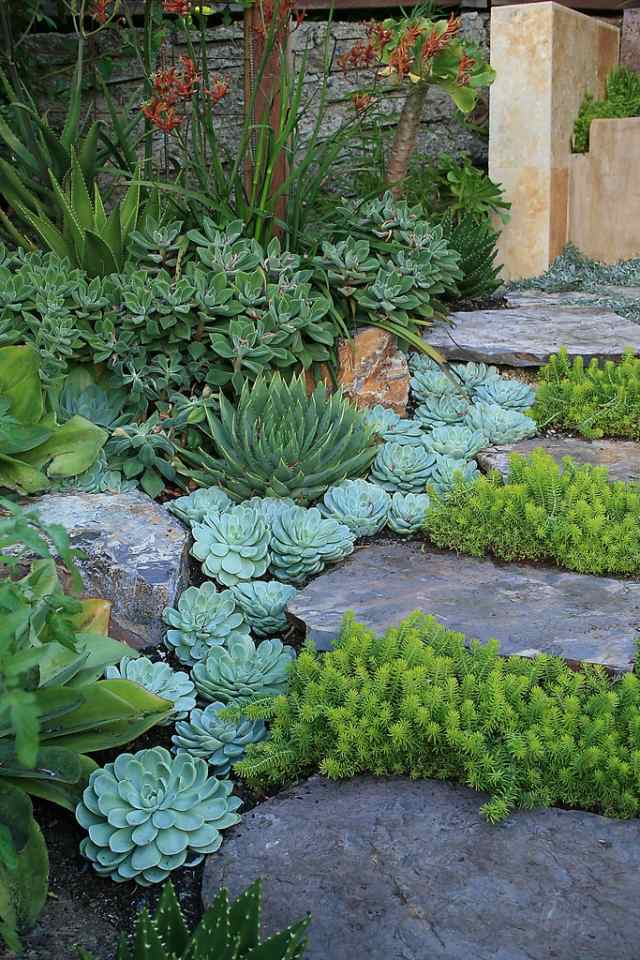 Stone path rock garden - crie escadas no jardim - planta suculenta