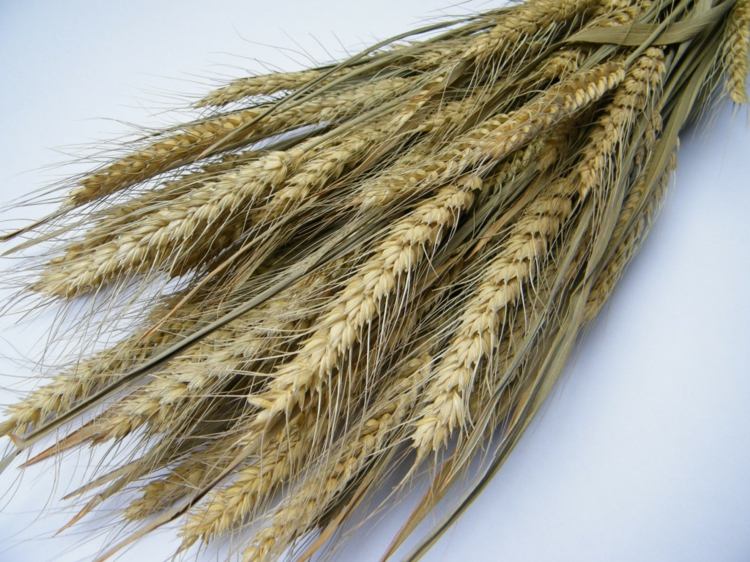 Seque bouquet-faça-você-mesmo-grão-trigo-idéia-simples
