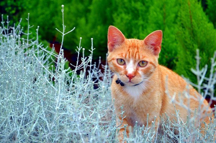 plantas não tóxicas para gatos variedades seguras e inofensivas que crescem em jardins de animais de estimação e usam ao ar livre