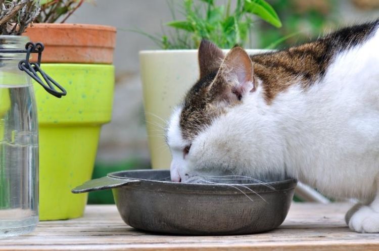 plantas não tóxicas para gatos variedades inofensivas seguras animal de estimação sem risco vaso de flores