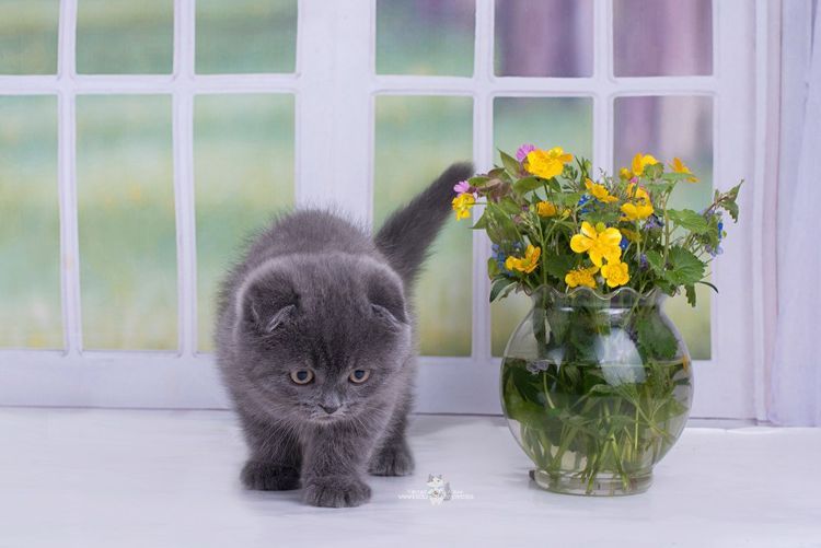plantas não tóxicas para gatos flores seguras inofensivas pequenas flores de vasos de gatos margaridas