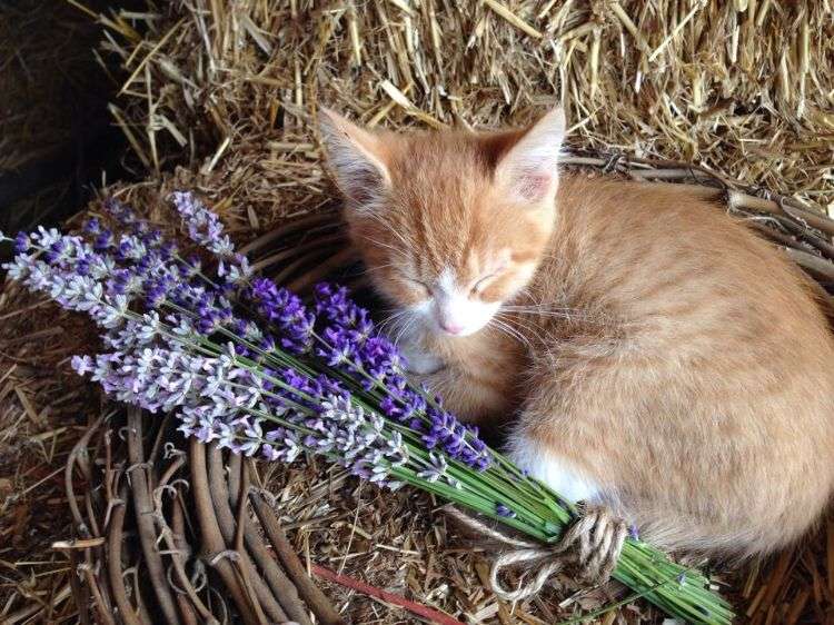 plantas não tóxicas para gatos flores inofensivas seguras gatinho dormir palha de lavanda
