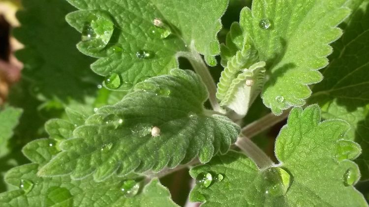 plantas não tóxicas para gatos variedades inofensivas seguras animais de estimação sem perigo variedades de plantas selvagens catnip