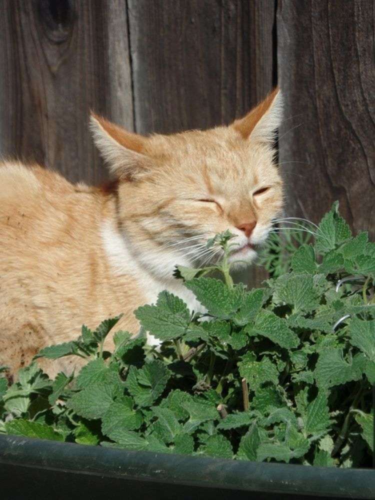 plantas não tóxicas para gatos variedades inofensivas seguras animais de estimação sem perigo plantas selvagens grama catnip