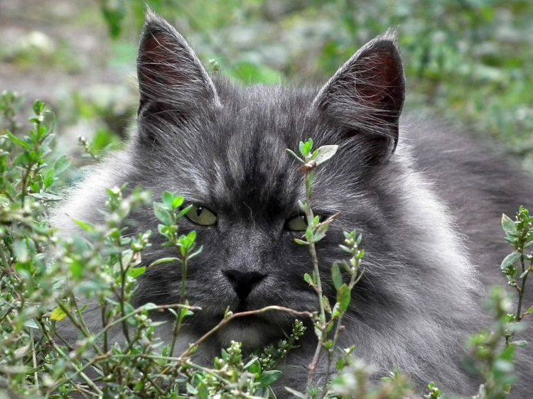 plantas não tóxicas para gatos espécies inofensivas seguras animais de estimação sem perigo grama de gato