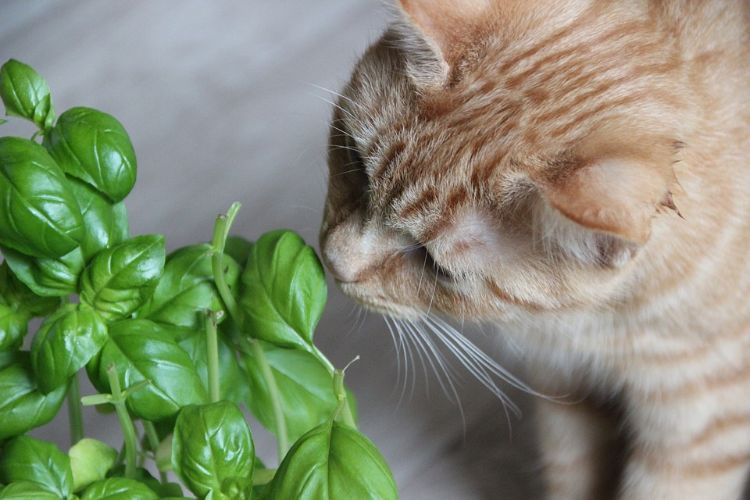 plantas não tóxicas para gatos plantas herbáceas inofensivas seguras manjericão salsa orégano ervas