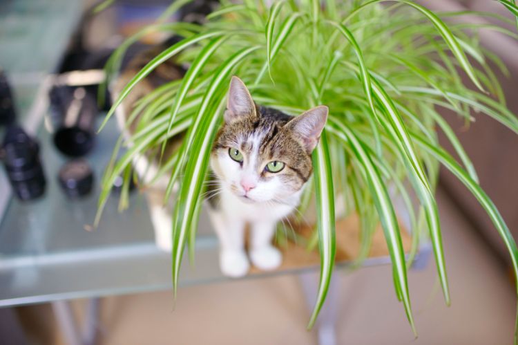 variedades inofensivas, aracnídeo, animal, planta, lírio verde, gato, lírio verde