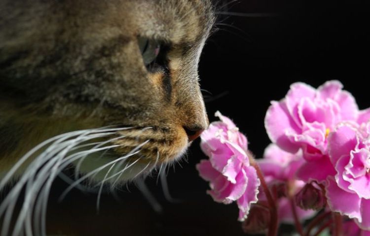 plantas não tóxicas para gatos violetas africanas