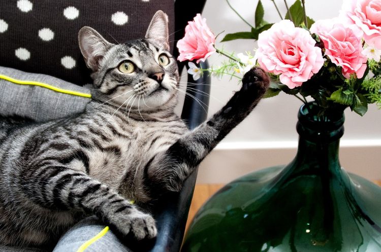 plantas não tóxicas para gatos segura espécies inofensivas animal de estimação sem risco pose vaso rosas poltrona