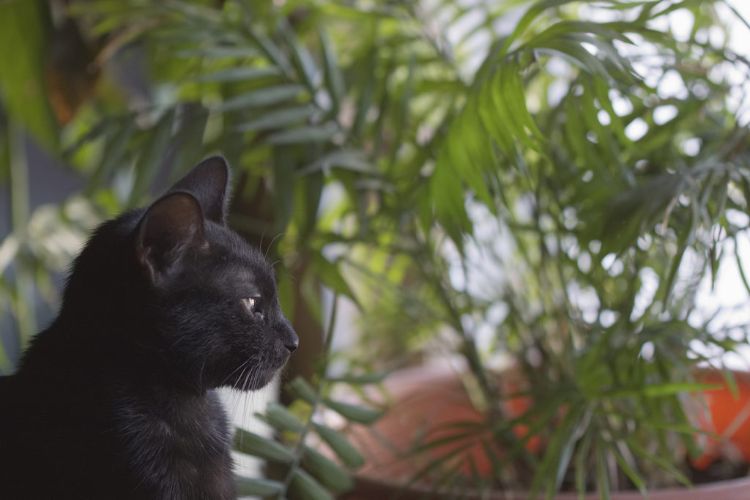 plantas não tóxicas para gatos palmas inofensivas seguras gato preto