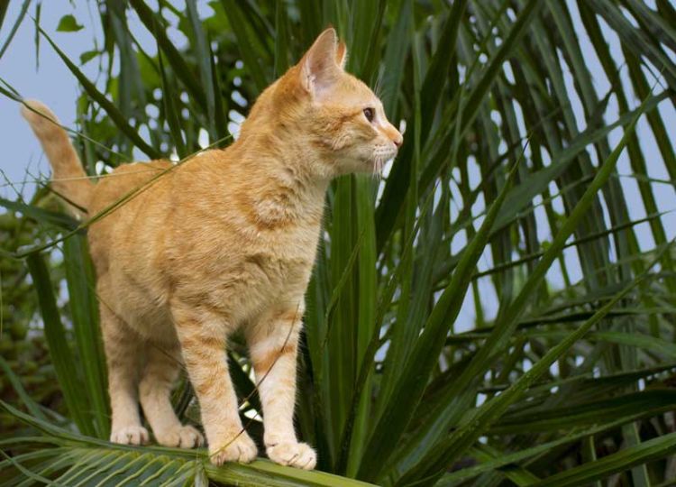 plantas não tóxicas para gatos variedades seguras e inofensivas de palmeiras