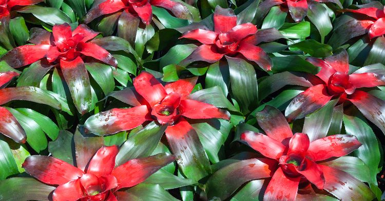 plantas não tóxicas para gatos variedades seguras e inofensivas de bromélias de estimação