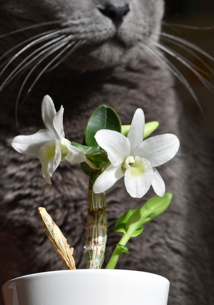 plantas não tóxicas para gatos espécies seguras e inofensivas de orquídeas lunares