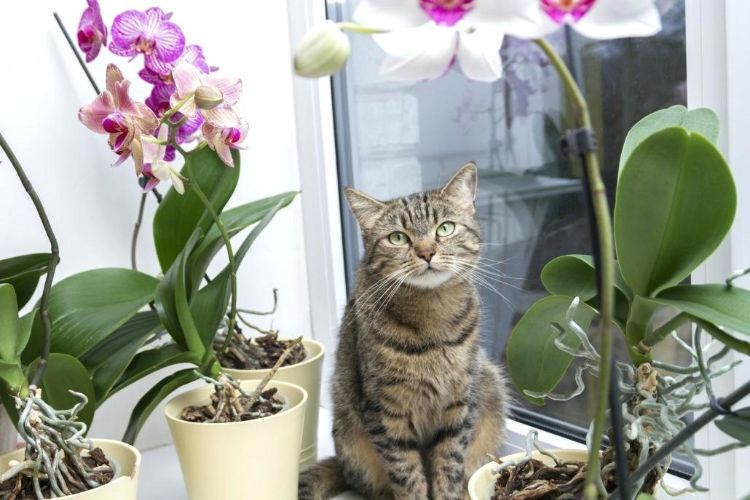 plantas não tóxicas para gatos variedades inofensivas seguras para animais de estimação orquídeas da lua