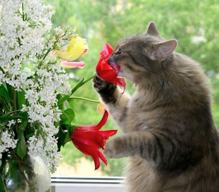 plantas não tóxicas para gatos, variedades seguras e inofensivas, cheiro de lírios de janela para animais de estimação