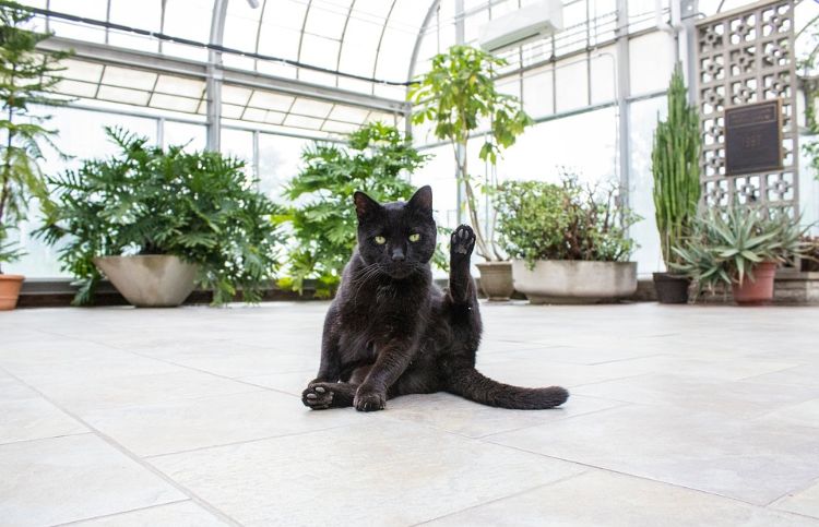 plantas não tóxicas para gatos variedades inofensivas seguras jardim de animais crescer plantação telha preto suculento tomcat