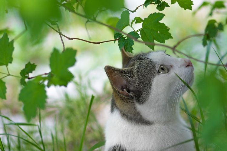 plantas não tóxicas para gatos variedades inofensivas seguras animais de estimação sem perigo plantas selvagens grama