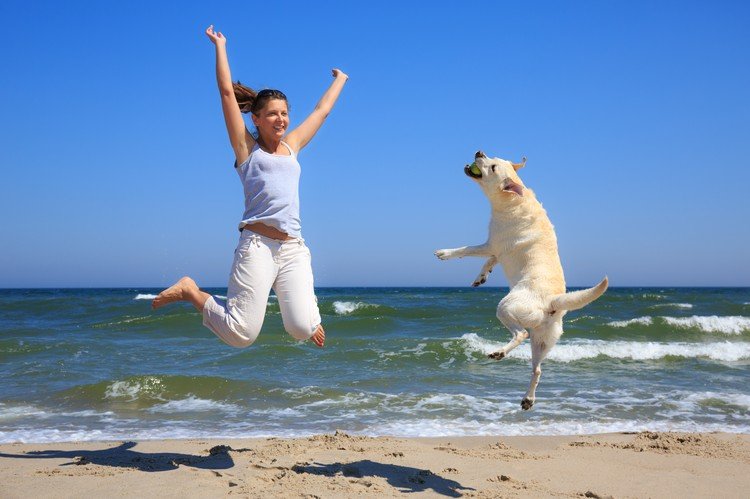 Férias na Holanda à beira-mar Dicas de praias que aceitam cães na Europa