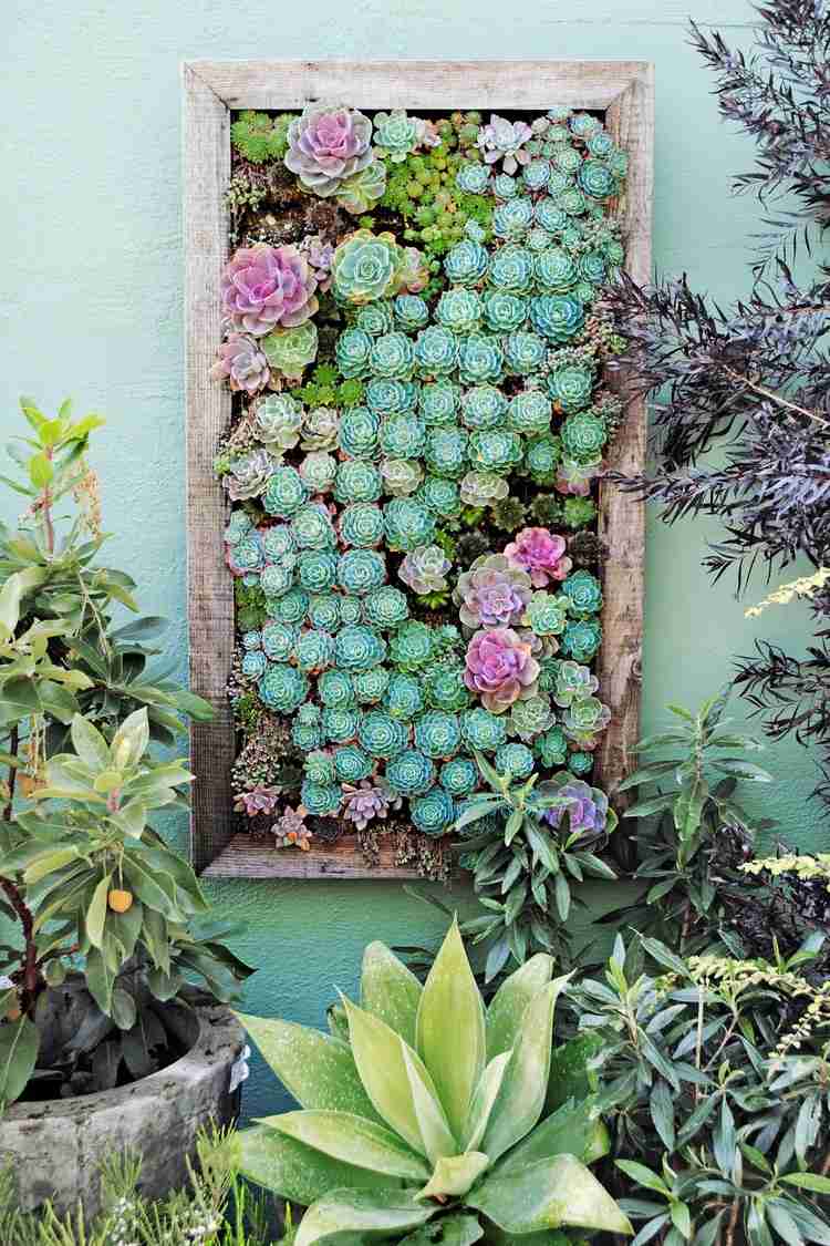 planta-parede-plantio-vertical-de-plantas-suculentas