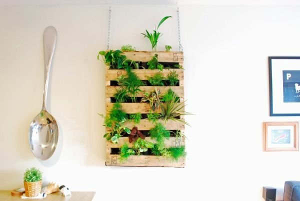 Plantas de jardim de ervas aromáticas para cozinha